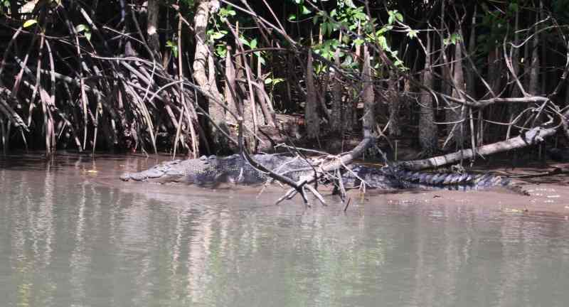 Saltwater crocodile in the river