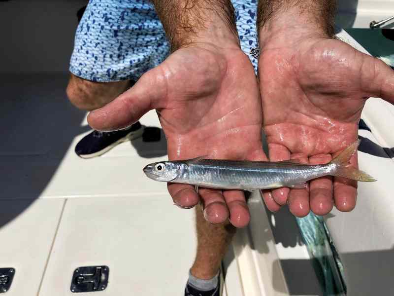 Hardhead halfbeak