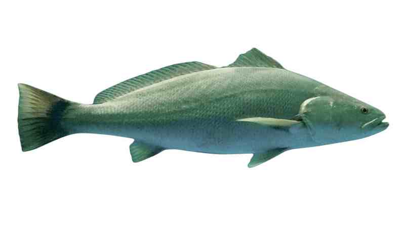 How to Save the Totoaba