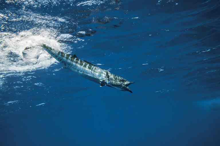 Wahoo chasing bait