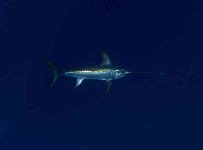 Feds Deny Permit to Fish Longlines in Florida’s Closed Waters