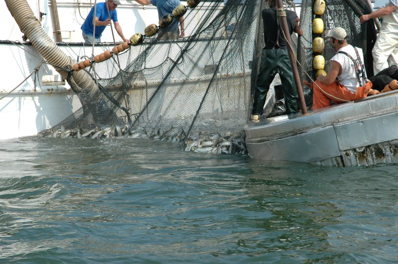 Omega Protein harvesting seafood