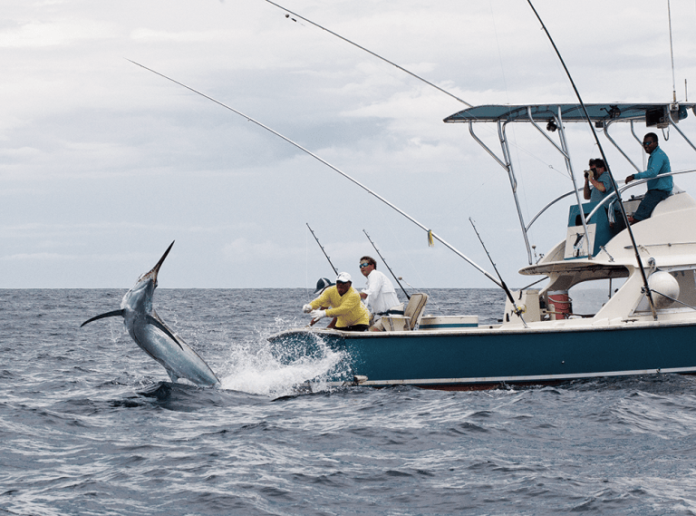 Animal Magnetism Marlin jumping next to a deeps fishing boat