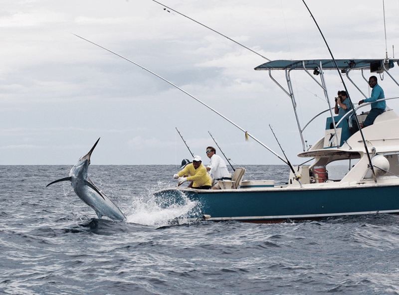 Animal Magnetism Marlin jumping next to a deeps fishing boat