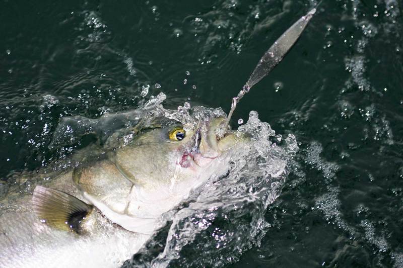 big bluefish in New Jersey