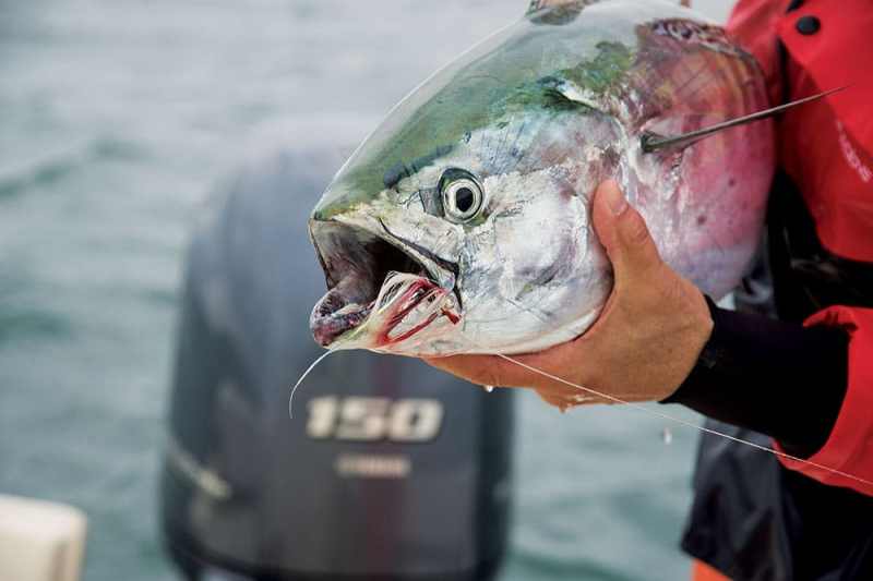 False Albacore on Fly