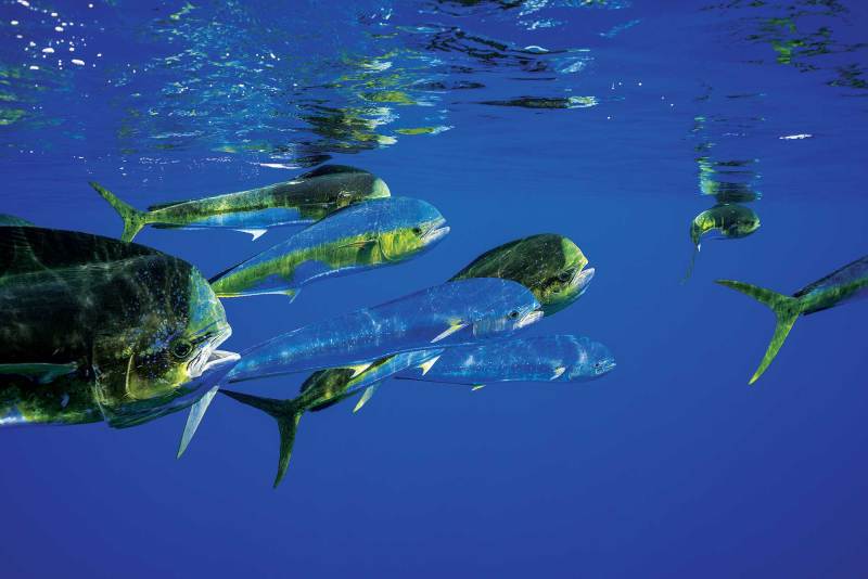 Mahi! Secret Strategies of Four Experts
