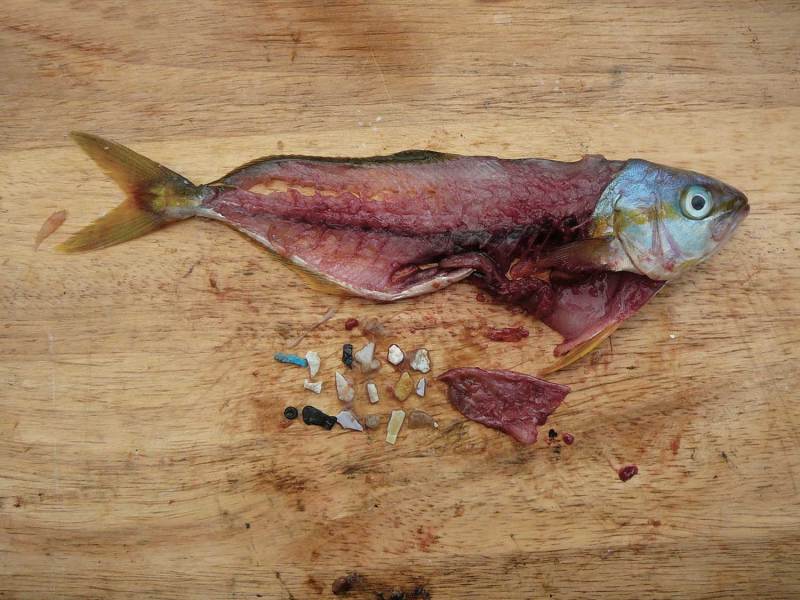 Five Companies that Give Back to the Fisheries
