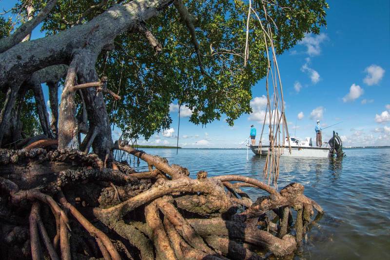 Clear water around Biscayne Bay mangroves