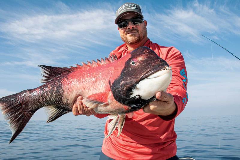 Big California sheephead caught bottomfishing
