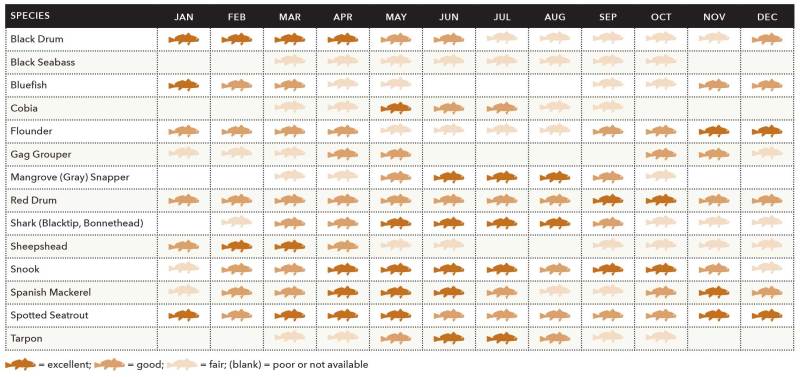 Fish species chart for Tampa Bay