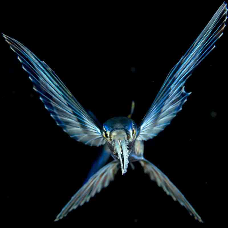 Young Flying Fish, Cheilopogon sp., drifting at night in the Gulf Stream offshore Palm Beach, Florida, United States. Young Flying Fish, Cheilopogon sp., drifting at night in the Gulf Stream offshore Palm Beach, Florida, United States.