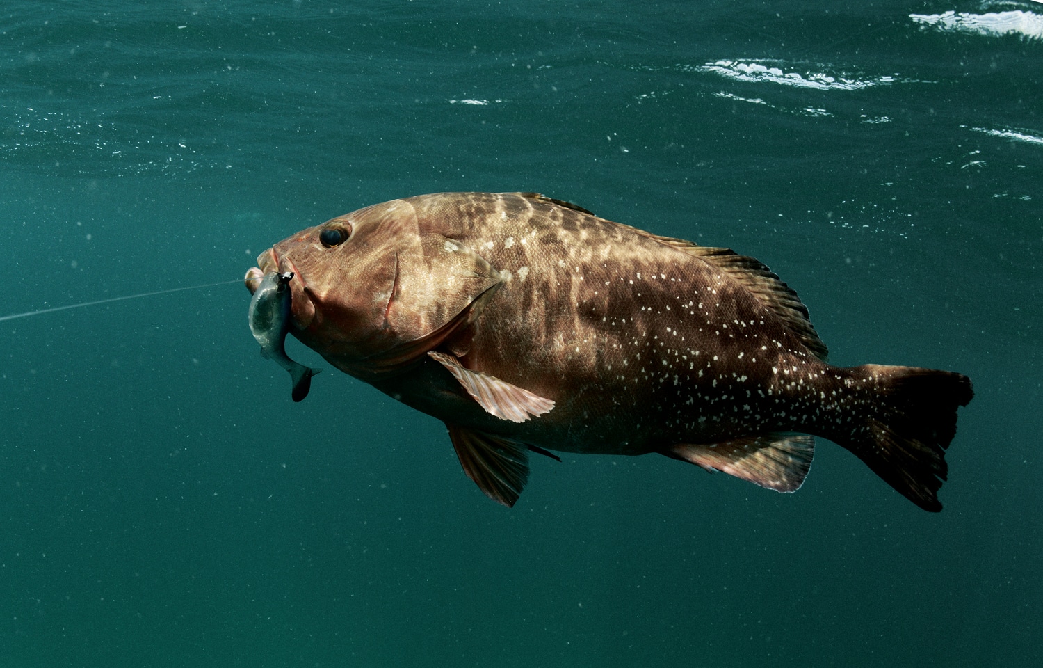 How to Fish Swimbaits in Saltwater | Sport Fishing Mag