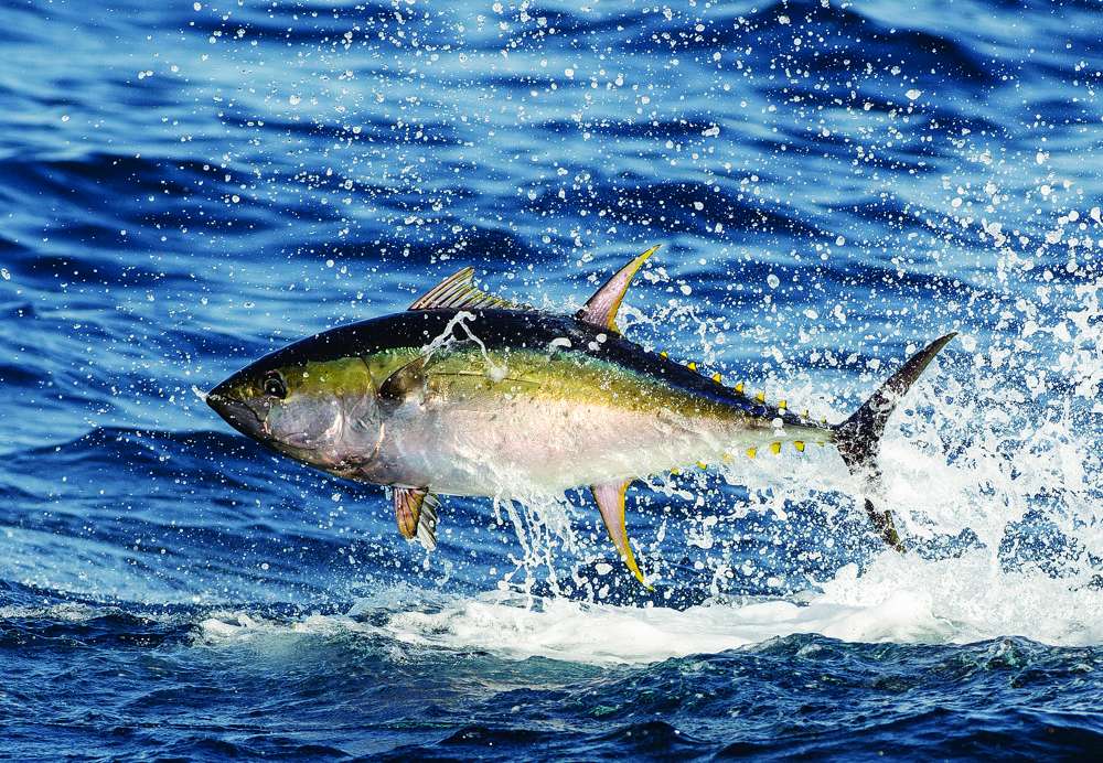 yellowfin tuna goes airborne chasing bait fish