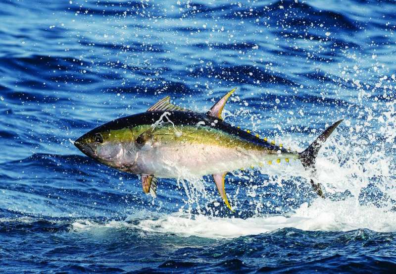 yellowfin tuna goes airborne chasing bait fish