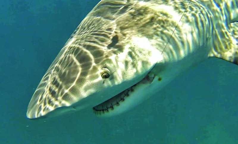 Closeup of a bullshark