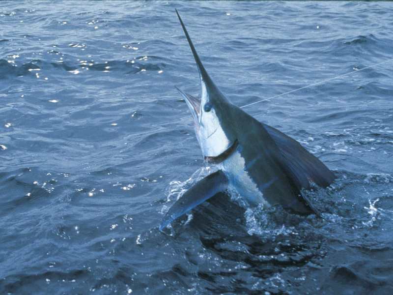 jumping striped marlin caught saltwater fishing