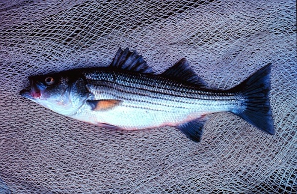 low number of stripers low number of stripers