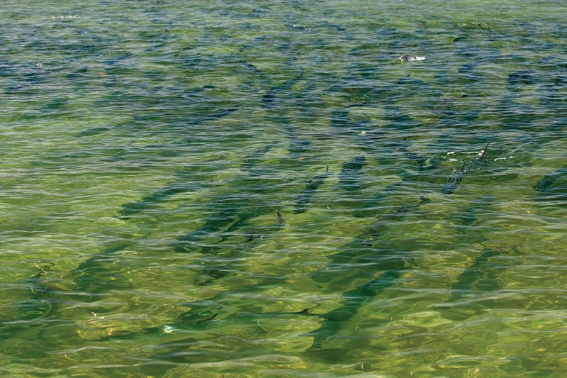 tarpon-06-patford.jpg