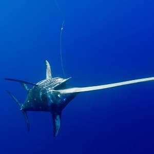 BMCFNX Swordfish, Xiphias gladius, captured in longline, St. Peter and St. Paul's rocks, Brazil, Atlantic Ocean
