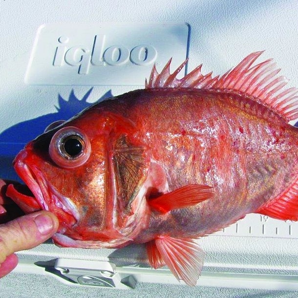 Strange Fishes From the Deep — Darwin's Slimehead and More | Sport ...