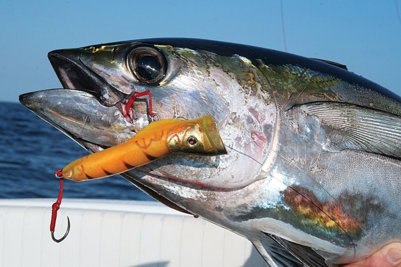 Texas Football Fever texas-blackfin-tuna-05.jpg
