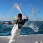california fishing with casting net Humpback Bait Shallow Water Cast Authentic Commercial Fishing Casting Net