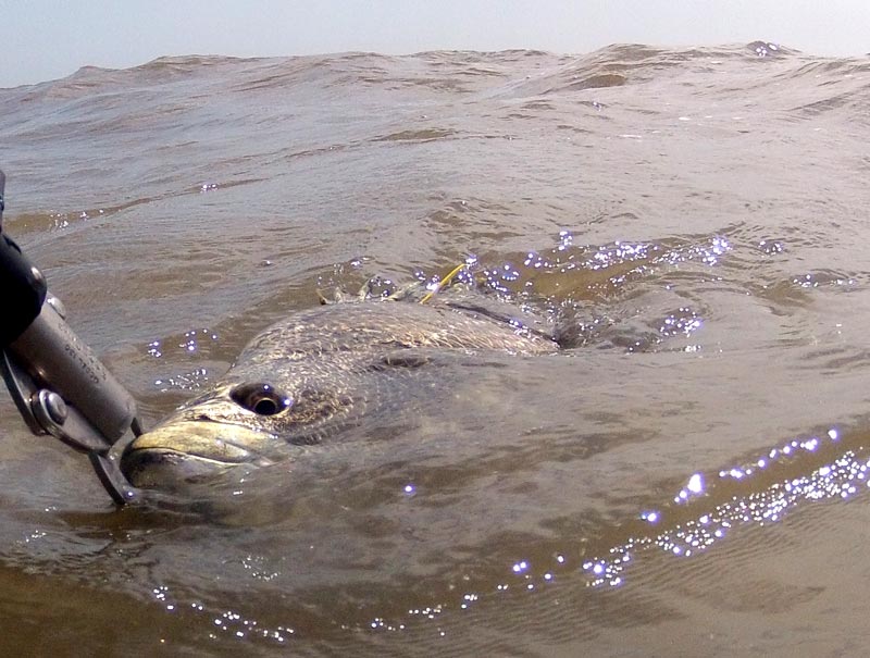 Releasing fish Releasing fish