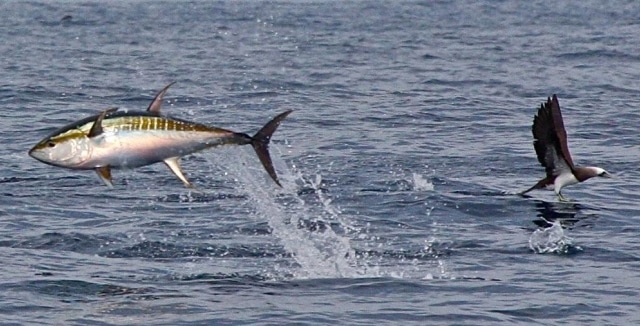 Tuna main image Tuna main image