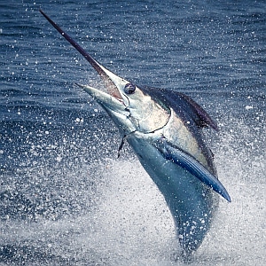 Blue Marlin