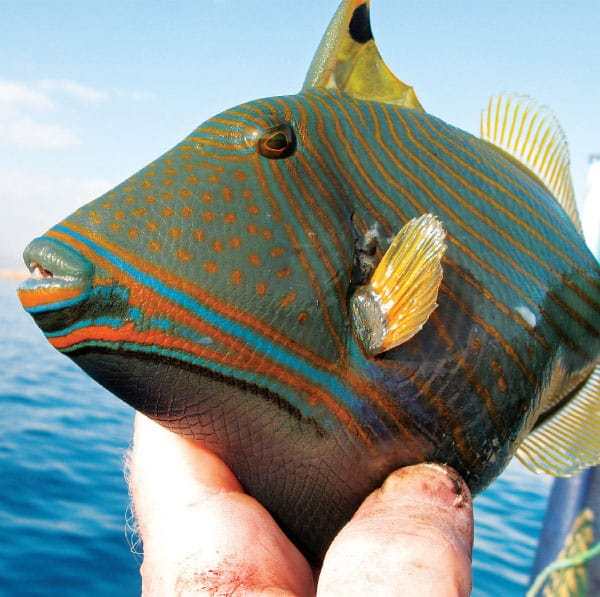 Species Quest: The Bizarre and the Beautiful | Sport Fishing Mag