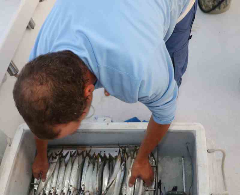 Fishing North Carolina's Outer Banks - ballyhoo baits