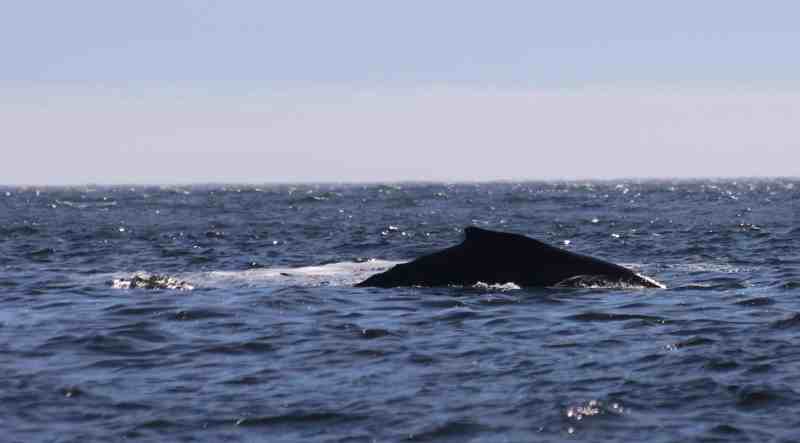 A whale feeding off the coast of British Columbia