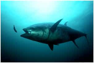 mp noaa tuna oil mp noaa tuna oil