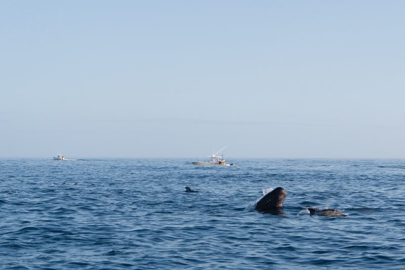 pilot whale breach Norfolk Canyon Virginia Beach
