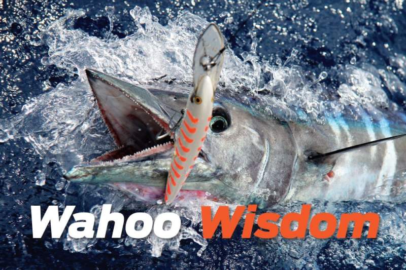 Wahoo fish caught fishing Rapala Magnum CountDown high speed trolling
