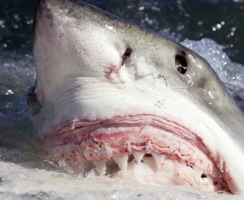 shark shark