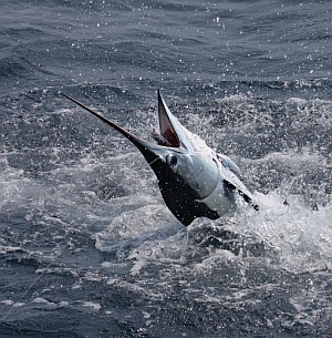 Winner Disqualified in $2.8 Million Marlin Tournament | Sport Fishing Mag