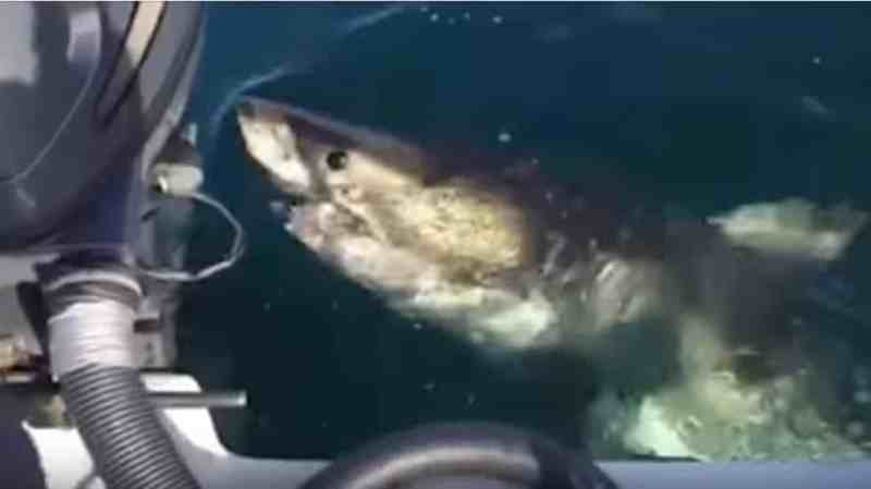 Fishing's Most Dangerous Animals