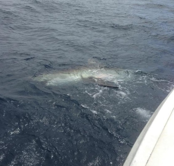 This massive white shark was released about a mile off Fort Lauderdale. white shark