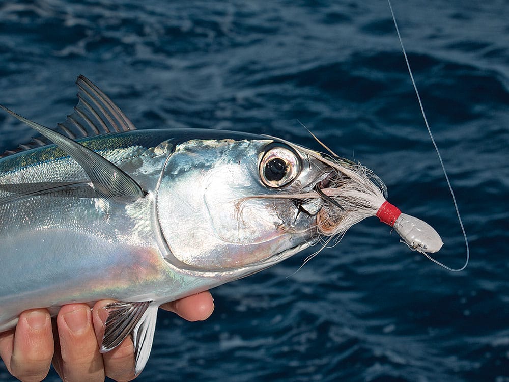 fishing for blackfin tuna