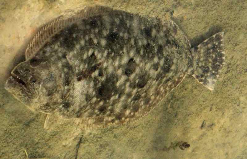 1-CM-flounder bottom Flounder underwater