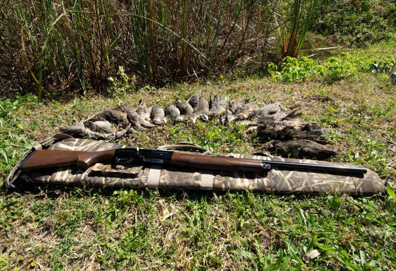 Marsh hens laid out