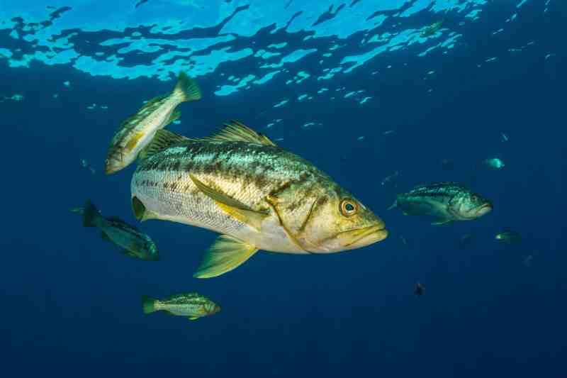 Shoal of Kelp Bass, Paralabrax clathratus, Catalina Island, California, USA Calico Bass Underwater