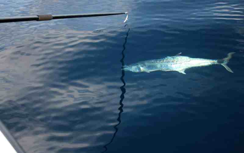 Kingfish by the boat