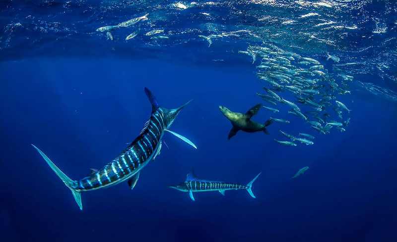1Fingerbankfeeders Striped marlin chasing bait
