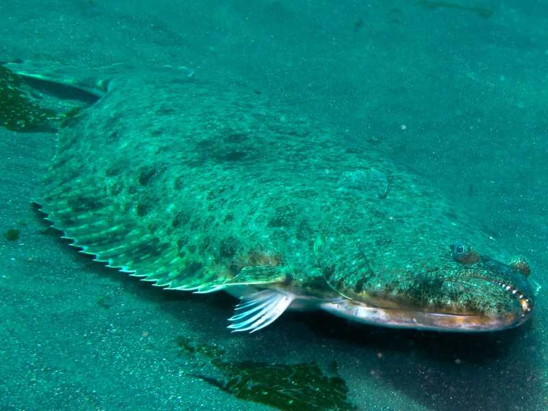 1-Courtesy-California-Department-of-Fish-and-Wildlife_Halibut California halibut on the bottom