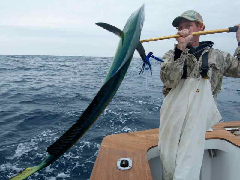 Mahi on the gaff