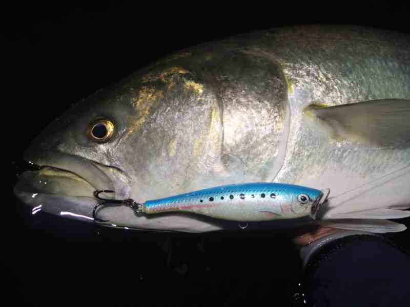 Bluefish caught on a plug