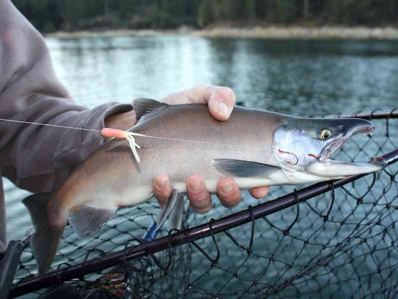 SPF0422-Kokanee-Ballanti-KokeCU Kokanee salmon in a net